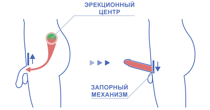 Лечение артериогенной эректильной дисфункции в клинике УРО-ПРО в Краснодаре