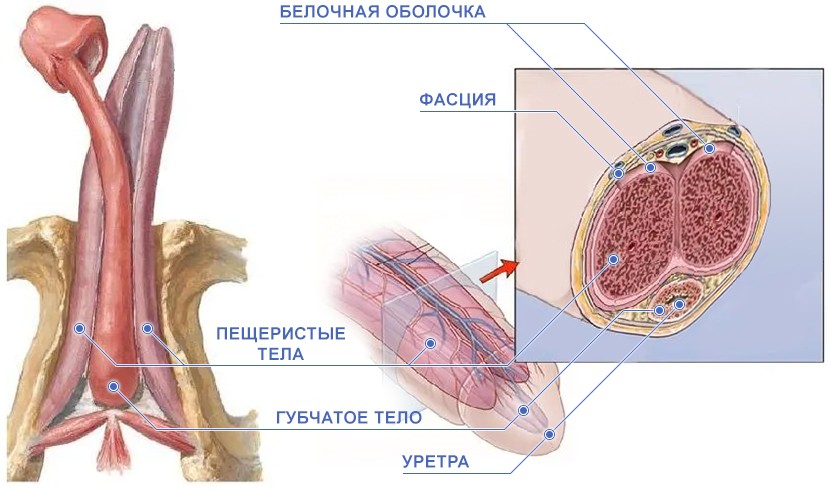 Анатомия пениса